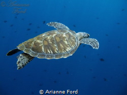 Green sea turtle. Bunaken National Park. by Arianne Ford 
